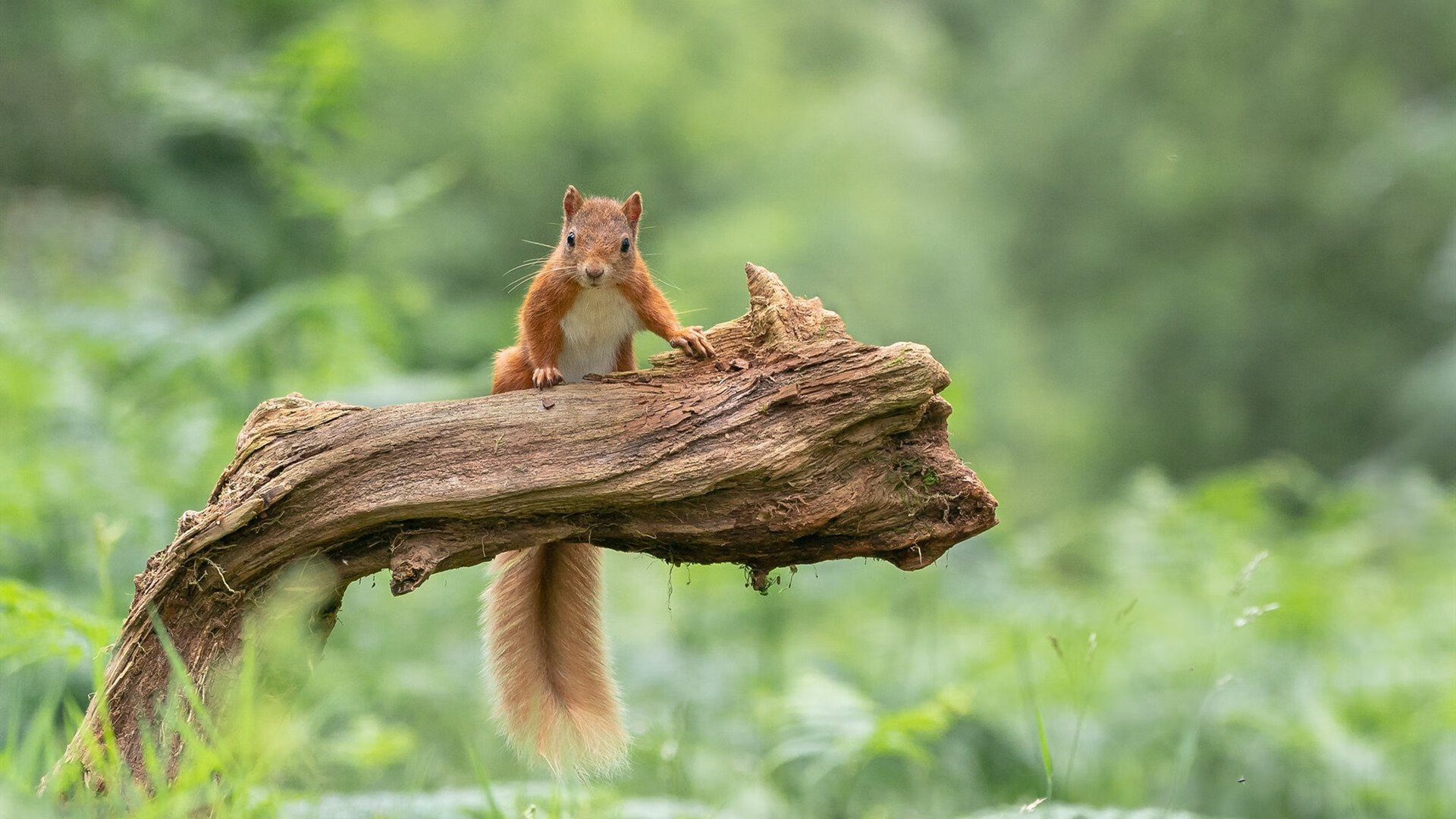库里：连续多场“三分雨”，刷新历史神话！，库里的三分就是这样